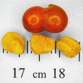   Fruits:   Grewia tenax , two-lobed, drupe-like fruit (top); pyrenes (seeds surrounded by stony endocarp, bottom); Photo by N. Diaz, USDA APHIS PPQ, imageID.idtools.org
